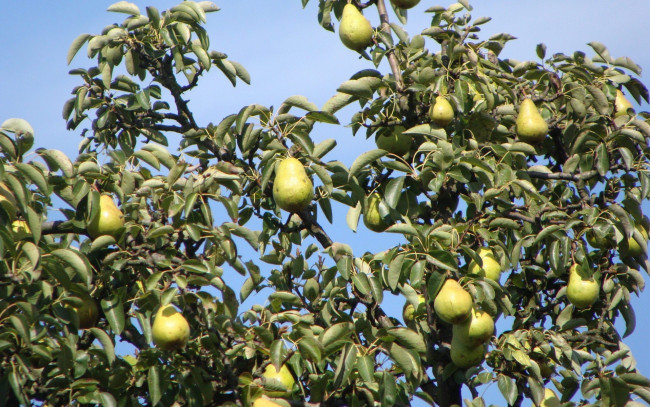 Обои картинки фото природа, плоды, груши