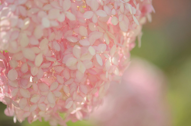 Обои картинки фото цветы, гортензия, макро