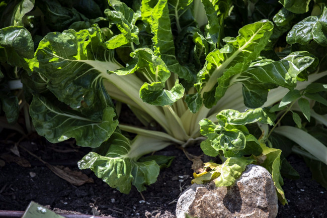 Обои картинки фото природа, плоды, листовая, капуста