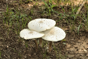 Картинка природа грибы грибная семейка