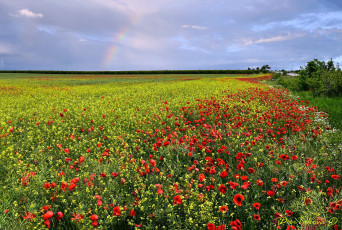 Картинка природа луга луг