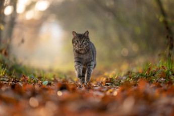 Картинка животные коты кот кошка