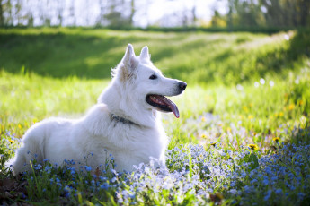 Картинка животные собаки собака