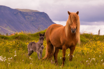 Картинка животные лошади лошадь
