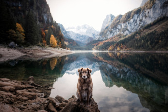 Картинка животные собаки собака