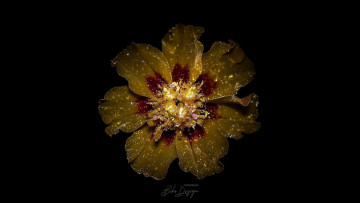 Картинка цветы бархатцы чёрный фон цветок