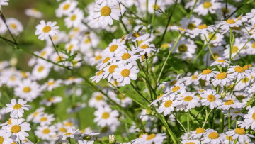 Картинка цветы ромашки белые макро