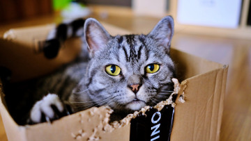 Картинка животные коты кот кошка