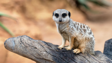 Картинка животные сурикаты сурикат коряга