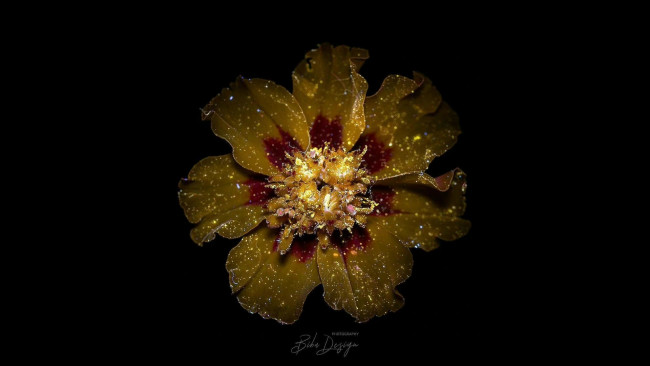 Обои картинки фото цветы, бархатцы, чёрный, фон, цветок