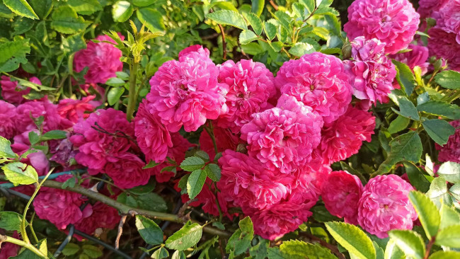 Обои картинки фото цветы, розы, куст, розовые