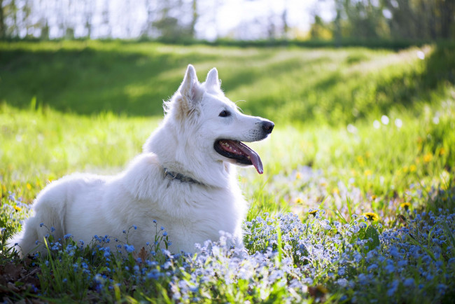 Обои картинки фото животные, собаки, собака