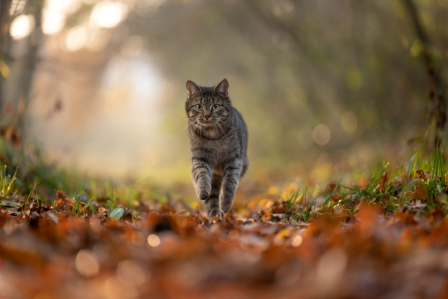 Обои картинки фото животные, коты, кот, кошка