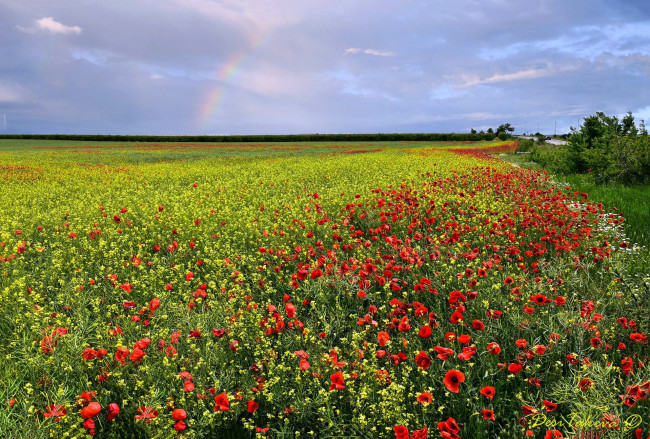 Обои картинки фото природа, луга, луг