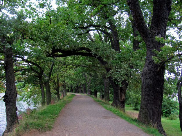 Обои картинки фото природа, дороги, деревья, дорога