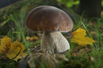 Картинка природа грибы гриб