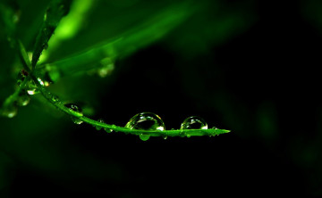 Картинка природа макро