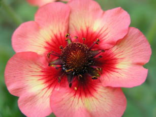 Картинка цветы анемоны адонисы