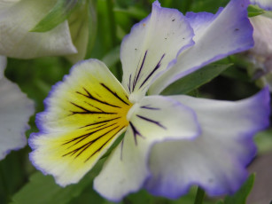 Картинка цветы анютины глазки садовые фиалки