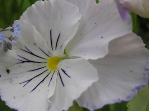 Картинка цветы анютины глазки садовые фиалки