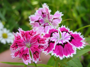 Картинка цветы гвоздики