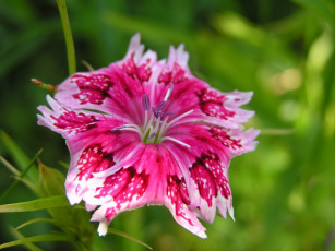 Картинка цветы гвоздики