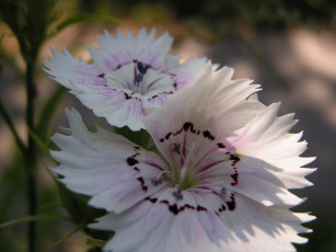 Картинка цветы гвоздики