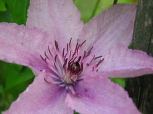 Картинка цветы клематис ломонос