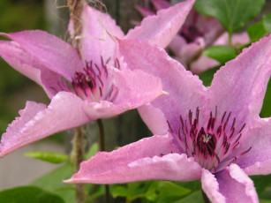 Картинка цветы клематис ломонос