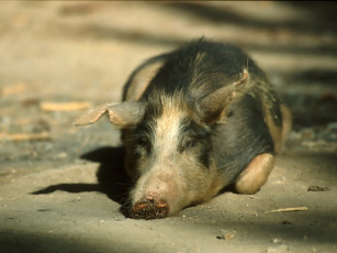 Картинка животные свиньи кабаны