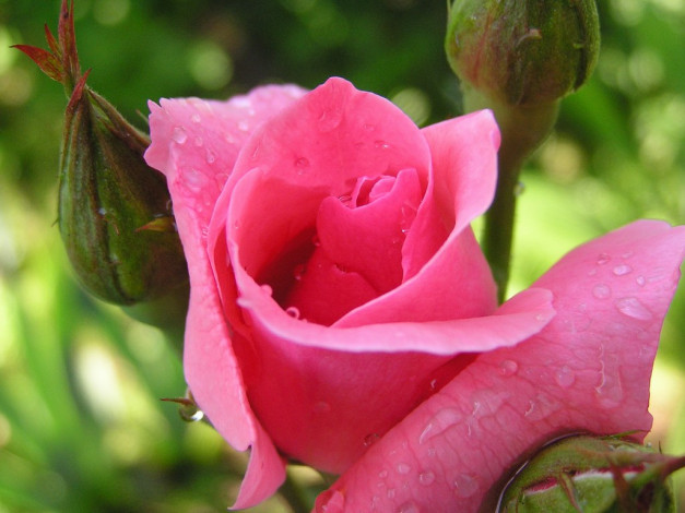 Обои картинки фото цветы, розы