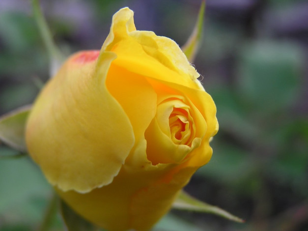 Обои картинки фото цветы, розы