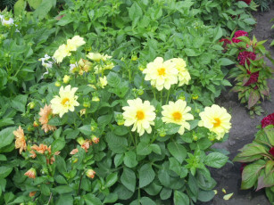 Картинка цветы георгины