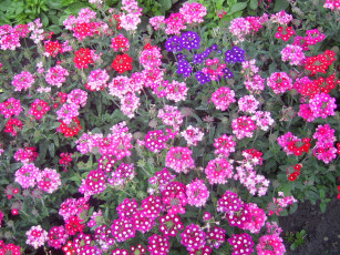 Картинка цветы лантана вербена