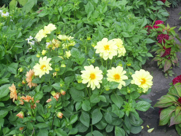 Обои картинки фото цветы, георгины