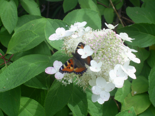 Обои картинки фото цветы, гортензия