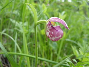 Картинка цветы