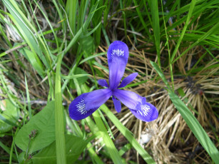 Картинка цветы ирисы