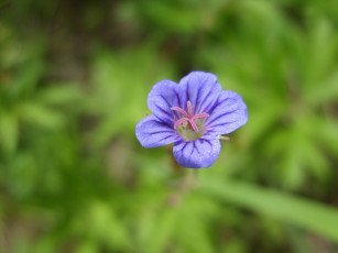 Картинка цветы луговые полевые