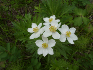 Картинка цветы ветреницы печёночницы