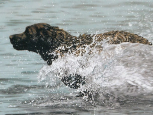 Картинка рисованные животные