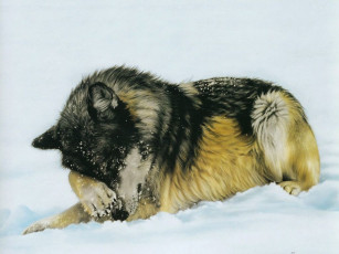 Картинка рисованные животные