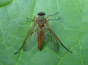 Картинка животные насекомые