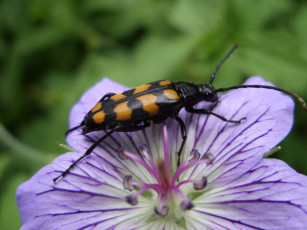 Картинка животные насекомые