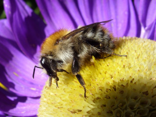 Картинка животные пчелы осы шмели