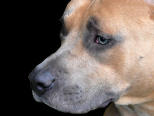 Картинка животные собаки