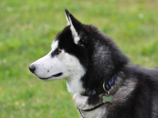 Картинка животные собаки