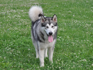 Картинка животные собаки