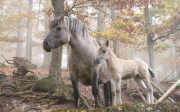 Картинка животные лошади