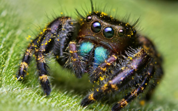 Картинка животные пауки